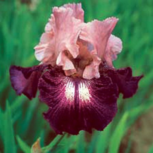 Bearded iris fall planting